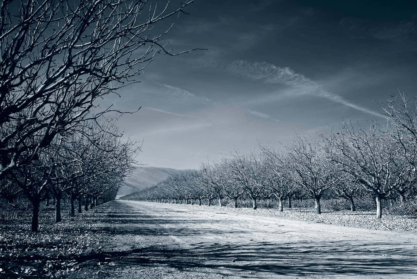 Professional, large-format landscape photography by LuxViz - pistachio orchard central valley California